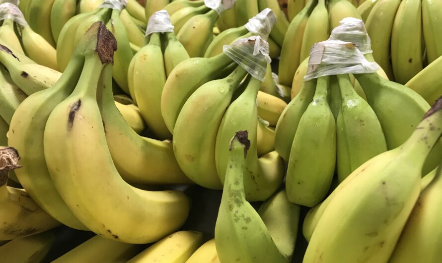 De la banane bio en Occitanie
