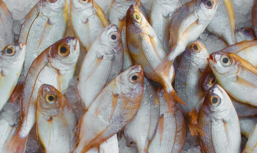 Parrainage Poiscaille – 10€ sur les paniers de la mer